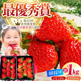 【ふるさと納税】【2〜4月発送】朝摘み いちご 1kg ( いちごさん さがほのか 250g 4パック ) いちご イチゴ 苺 | 佐賀県 江北町 |【むらおか農園】 [HAF020]