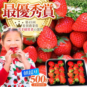 yӂ邳Ɣ[Łzys\zy2`4zE݂ 500g ( ق̂ 250g 2pbN )  C`S  | ꌧ ]k | yނ炨_z [HAF022]