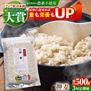 yӂ邳Ɣ[ŁzyS3ցz 500g ( 1gp ) ]kY T`zS[f y_z [HAJ037]