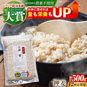 yӂ邳Ɣ[ŁzyS12ցz 500g ( 1gp ) ]kY T`zS[f y_z [HAJ039]