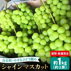 【ふるさと納税】 【期間限定・数量限定！】 小さなぶどう園のこだわりシャインマスカット 約1kg（約2房）【かわさき葡萄園】 [IBF001]