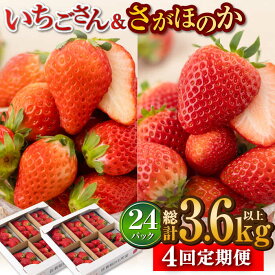 【ふるさと納税】【R8年1月以降発送】【全4回定期便】白石産 赤いちご 人気2種定期便（さがほのか＆いちごさん） 約150g×6パック/回（総計3.6kg以上）【道の駅しろいしカンパニー】苺 イチゴ 赤いちご 人気 果物 フルーツ 佐賀県 白石町 [IAA033]