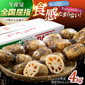 【ふるさと納税】【2026年1月以降発送】白石町産 泥付きれんこん （4kg）【佐賀県農業協同組合】レンコン 蓮根 野菜 根菜 高評価 佐賀県 白石町 白石 [IAK015]