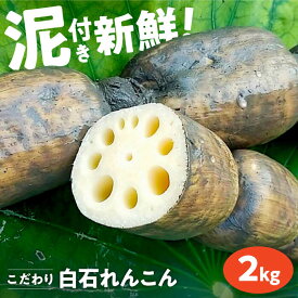 【ふるさと納税】【2026年1月以降発送】【農家直送！】れんこん（泥付き） 2kg【れんこんの家やました】 佐賀県 白石 [IAW002]
