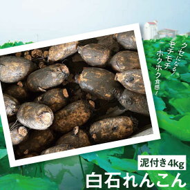 【ふるさと納税】【2026年1月以降発送】 産地直送！白石れんこん（泥付き）4kg【有限会社白石開発】 蓮根 レンコン 野菜 新鮮 佐賀県 白石町 白石 [IBN002]