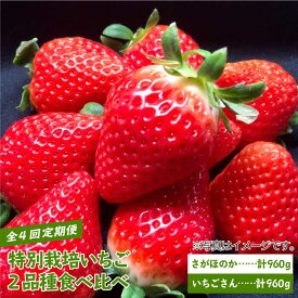 【ふるさと納税】 【先行予約】 【農家直送】 【全4回】 特別栽培 いちご 2品種 食べ比べ（さがほのか＆いちごさん）【井崎農園】 赤いちご イチゴ 苺 フルーツ 果物 食べ比べ [IBP002]