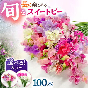 yӂ邳Ɣ[ŁzyR7Nx12ȍ~zyIׂJ[z Y_ƒI XC[gs[ ԑ 100{ y؉_z   Mtg 蕨 v[g [IBW004]