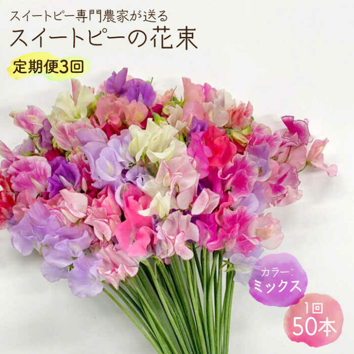 楽天市場 ふるさと納税 先行予約 生産農家直送 3回定期便 スイートピー 花束 50本 ミックス 木下農園 花 フラワー ギフト 贈り物 プレゼント Ibw006 佐賀県白石町