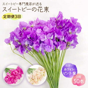 yӂ邳Ɣ[Łz yR8N1ȍ~z yY_ƒIz y3ցz XC[gs[ ԑ 50{izCgEsNEjy؉_z   Mtg 蕨 v[g [IBW007]