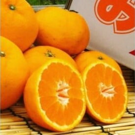 【ふるさと納税】N-113 山本農園のはれひめ 4．5kg S〜2Lミックス 4.5kg 希少 はれひめ ミカン 蜜柑 みかん オレンジ おれんじ フルーツ くだもの 果物 太良町 国産 贈答 贈答用 贈答品