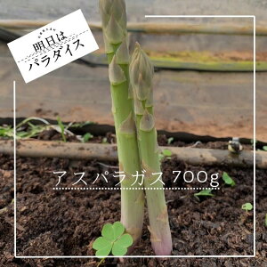 yӂ邳Ɣ[ŁzN-244 ̂AXpKX700g ̂ꑦu̓p_CXv AXp AXpKX 700g VLVL H O[AXpKX VN Yn  ① ݂݂