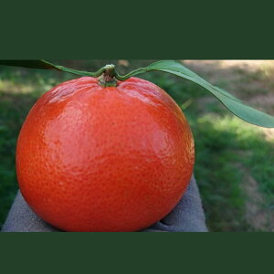 �y�ӂ邳�Ɣ[�Łz�V�{�݂��� �݂͂� 4kg(S~2L) �݂��� �~�J�� ���� ���n�݂��� ���k ���k�� �W���[�V�[ �Â� ���n �Ïn �ʕ� �t���[�c ���ꌧ ���ǒ� N274