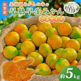 【先行発売】【ふるさと納税】M-104 果樹園みかんの木の早熟早生みかん小玉サイズ　約5kg 早熟 早熟早生温州みかん 早生温州みかん 早生 温州 みかん ミカン 蜜柑 温州蜜柑 温州ミカン フルーツ くだもの 果物 ミネラル豊富 太良町 国産 産地直送