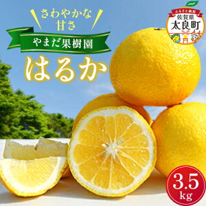 �y�ӂ邳�Ɣ[�Łz��܂��ʎ����̂͂邩 3.5kg �y2026�N1�����{�`2����{�����\��z �݂��� �~�J�� ���� ����݂��� ���ǂ݂��� �͂邩 ���k ���Y �t���[�c �ʕ� �������� �ʎ� �r�^�~���L�x �u