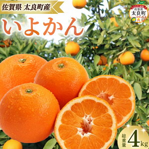 yӂ邳Ɣ[Łzck&Ĥ悩4kg@݂ k  悩 ɗ\ n ʕ  ʎ 񂫂 t[c W[V[ ʓ r^~ ꌧ ǒ NB63