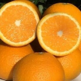 【ふるさと納税】山本農園のスイートスプリング 8.5kg 【2026年1月下旬～3月下旬発送予定】 NC7x1