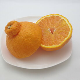 【ふるさと納税】山本農園のおでこちゃん 4.5kg 【2026年3月下旬～4月下旬発送予定】 NC11x1