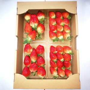 yӂ邳Ɣ[ŁzNX}XP[Lp  ߂̍ 500g(250g×2pbN) Iׂ邨͂ |  20~23 t[c  ʕ  C`S Y 茧 