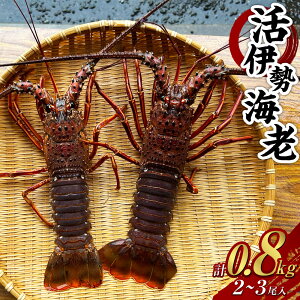【ふるさと納税】活伊勢海老 0.8kg 2~3尾入り 伊勢エビ イセエビ 海老 海鮮 刺身 魚介類 新鮮 活 エビ 天然 冷蔵 九州 長崎県 長崎市 送料無料