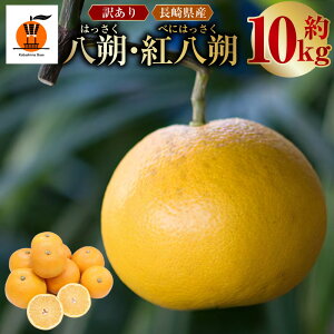 【ふるさと納税】【訳あり】長崎県産 八朔・紅八朔 約10kg はっさく 中型柑橘 みかん ミカン 蜜柑 柑橘類 フルーツ くだもの 果物 果実 国産 長崎県 長崎市 送料無料 【2026年2月上旬〜3月上旬