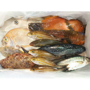 【ふるさと納税】長崎漁港発!長崎近海産鮮魚セット(小) 詰め合わせ 旬 さかな サカナ 魚介類 地魚 鮮魚 水産物 漁港直送 冷蔵 長崎県産 国産 九州 長崎県 長崎市 送料無料 【2025年9月下旬