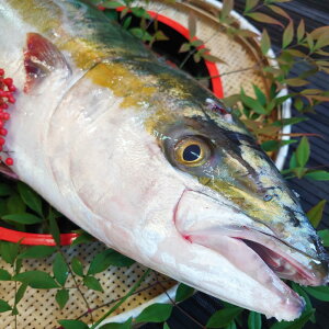 【ふるさと納税】長崎近海 活き〆天然寒ぶり 1匹 6kg台(6.2kg〜6.8kg) 丸ごと1本!! ブリ 鰤 魚介類 鮮魚 水産物 刺身 ぶりシャブ 照り焼き 塩焼き 冷蔵 長崎県産 国産 九州 長崎県 長崎市 送料無