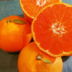 �y�ӂ邳�Ɣ[�Łz���B�݂���u���������v M~L�T�C�Y 5kg �~�J�� ���� �t���[�c �������� �ʕ� �ʎ� ���k�� �� ���茧�Y ���Y ��B ���茧 ����s ���������y2025�N11�����{�`2026�N1�����{����