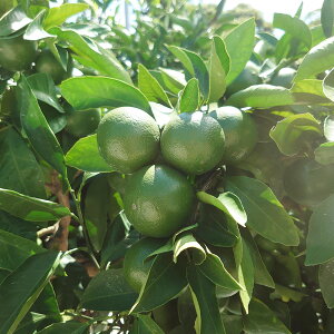 �y�ӂ邳�Ɣ[�Łz���茧�Y �������B�݂��� M~L�T�C�Y 5kg �~�J�� ���� ������ �c�� �{�� ���� �t���[�c �������� �ʕ� �ʎ� ���k�� �� ���Y ��B ���茧 ����s ���������y2025�N11�����{�`2026