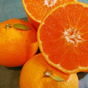 yӂ邳Ɣ[Łz茧Y ӐB݂ M~LTCY 5kg ~J    t[c  ʕ ʎ k  Y B 茧 s  y2026N1{`2{\