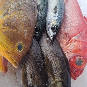 yӂ邳Ɣ[ŁzY n̑NX ߑNBOX 3kg  { VN lꂽ CN   3낵Ή s  yVX[p[SALE 9J