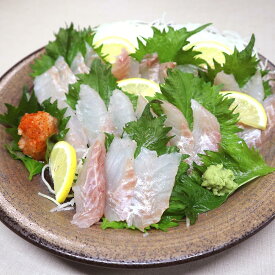 【ふるさと納税】長崎の森で育てた『幻のクエ』セット 刺身用5～6人前・昆布〆刺身用5～6人前 1kg～2kg前後×2 頭・骨付き くえ 高級魚 海鮮 海産物 魚介類 冷蔵 長崎県 長崎市 送料無料