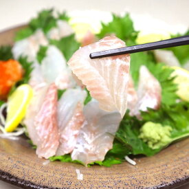 【ふるさと納税】長崎の森で育てた『幻のクエ』 刺身用 5～6人前 1kg～2kg前後 頭・骨付き くえ 高級魚 海鮮 海産物 魚介類 冷蔵 長崎県 長崎市 送料無料