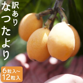 【ふるさと納税】【訳あり】長崎産 茂木びわ なつたより 2L(12粒)/3L(8粒)/4L(6粒) 選べる内容量 ご家庭用 びわ 果物 フルーツ 枇杷 長崎市産 長崎県産 九州産 送料無料 【2026年5月上旬-6月下旬迄発送予定】