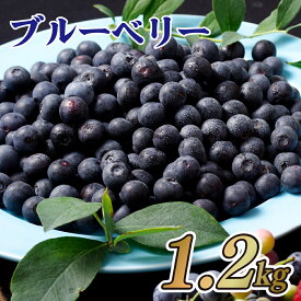 【ふるさと納税】 【 先行受付 】 冷凍 ブルーベリー あいあいの雫 1.2kg (300g × 4P) 2026年 9月初旬から発送 産地直送 国産 小分け 大粒 果物 ベリー フルーツ 健康 食品 おやつ 加工 お菓子 アイス シャーベット ジャム ソース スムージー におすすめ 長崎県 佐世保市