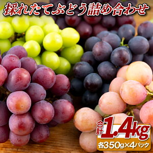 yӂ邳Ɣ[ŁẑꂽĂԂǂlߍ킹v1.4kg(e350g4pbN)