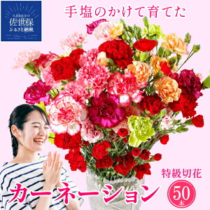 yӂ邳Ɣ[ŁzJ[l[V Nx  Yn  s 65cm ؂ 50{ l Ԕ_ƒ Ԃ a a LO oYj v[g Mtg