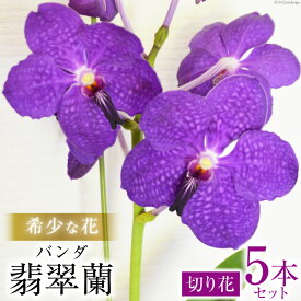 【ふるさと納税】希少な花　「華やかな恋」の予感　翡翠蘭（バンダ）　切り花5本セット