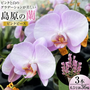 【ふるさと納税】 AG143ピンクと白のグラデーションが美しい 島原の”蘭”ピンクピース 3本立6.5号鉢36輪