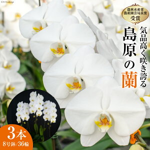 yӂ邳Ɣ[Łz BB061Ci炫ւ葱@́hh3{836