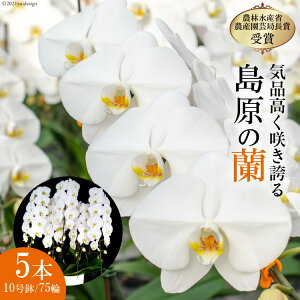 【ふるさと納税】 BA077気品高く咲き誇り続ける 島原の”蘭” 5本立10号鉢75輪
