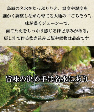 乾燥しいたけ