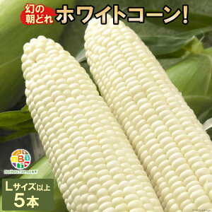 yӂ邳Ɣ[Łz BF113 10{oׁIu̒ǂzCgR[IvLTCYȏ×5{ZbgySIɂHGoׁzyƂ낱 XC[gR[ Ho   茧 