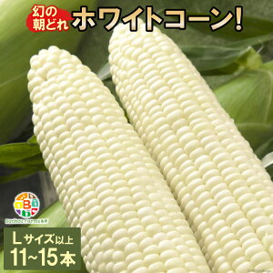 yӂ邳Ɣ[Łz BF114 10{oׁIu̒ǂzCgR[IvLTCYȏ×11`15{ZbgySIɂHGoׁzyƂ낱 XC[gR[ Ho   