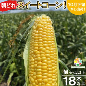 yӂ邳Ɣ[Łz BF109 10{oׁIuǂXC[gR[IvMTCYȏ×18{ȏySIɂHGoׁz