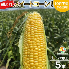 【ふるさと納税】 BF110 10月下旬から出荷！「朝どれスイートコーン！」Lサイズ以上×5本セット【全国的にも珍しい秋季出荷】 【とうもろこし スイートコーン 秋出荷 野菜 長崎 長崎県 島原市 送料無料】