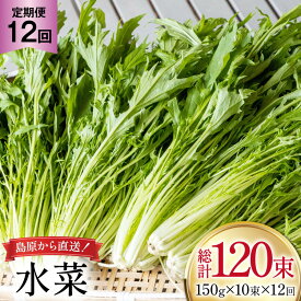 【ふるさと納税】 AI337 定期便 12回 水菜 10束 [ 野菜 みずな サラダ やさい 冷蔵 葉物野菜 田中農園 長崎県 島原市 ]