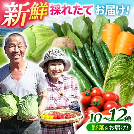 【ふるさと納税】【年内配送】(12/23入金分まで)諫早のんのこ彩菜・詰め合わせ 10〜12品 / 季節 旬 野菜 やさい 春野菜 夏野菜 秋野菜 野菜セット 詰め合わせ / 諫早市 / 肥前グローカル株式会社 [AHDI005]