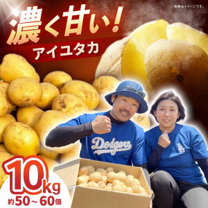 �y�ӂ邳�Ɣ[�Łz���Ⴊ���� �A�C���^�J 10kg (S�`2L�T�C�Y/��50�`60��) / ���Ⴊ���� �W���K�C�� �|�e�g ��B �����䂽�� �A�C���^�J ��� �₳�� / �|���s / �X�}�C���t�@�[���@[AHFG001]