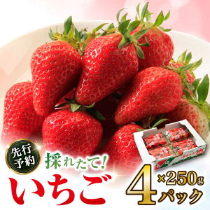 yӂ邳Ɣ[Łzy2026N2{`Jnz 1 (250g×4P) 1kg /   C`S t[c ӂ[ ʕ  s\/ 呺s / ނ疲t@[VV[ACAA107]