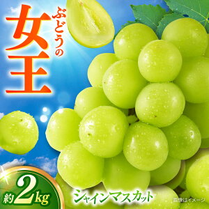 yӂ邳Ɣ[Łzy2026N8{ȍ~Jnz VC}XJbg 3`4[ 2kg/}XJbg VC Ԃǂ /呺s/ނ疲t@[VV[ACAA481]